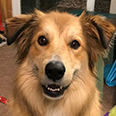 Sandy was adopted in May, 2019